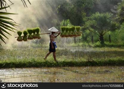 Asia farmer holding rice plant on shoulder walking in rice field / Man peasant planting farming agriculture on farmland in countryside Thailand