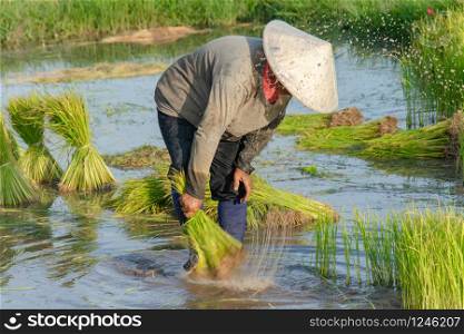 Asia farmers are withdrawn seedlings of rice. planting of the rice season be prepared for planting.