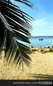 asia in kho phangan thailand bay isle beach rocks pirogue palm and south china sea