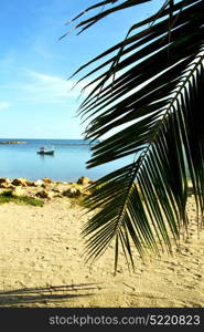 asia in kho phangan thailand bay isle beach rocks pirogue palm and south china sea