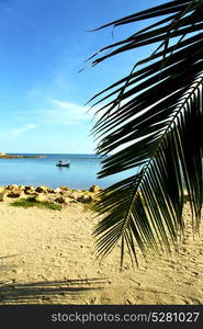 asia in kho phangan thailand bay isle beach rocks pirogue palm and south china sea