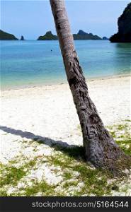 asia kho phangan bay isle white beach tree rocks in thailand and south china sea