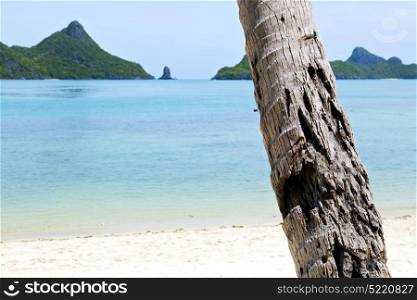 asia kho phangan bay isle white beach tree rocks in thailand and south china sea