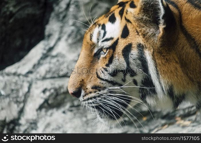 asia tiger closeup face