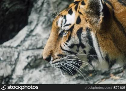 asia tiger closeup face
