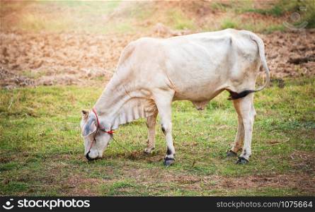 Asia white cow grazing grass on field agriculture farm in the countryside