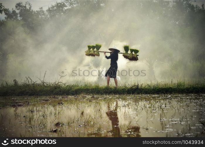 Asia woman farmer holding rice plant on shoulder walking in rice field / Young girl peasant planting farming agriculture on farmland in countryside Thailand