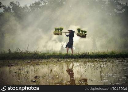 Asia woman farmer holding rice plant on shoulder walking in rice field / Young girl peasant planting farming agriculture on farmland in countryside Thailand
