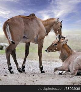 Asian Antelopes Nilgai ( boselaphus tragocamelus)