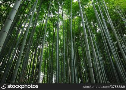 Asian Bamboo Forest