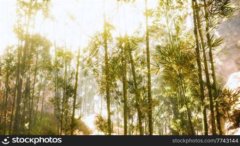 asian bamboo forest with morning sunlight