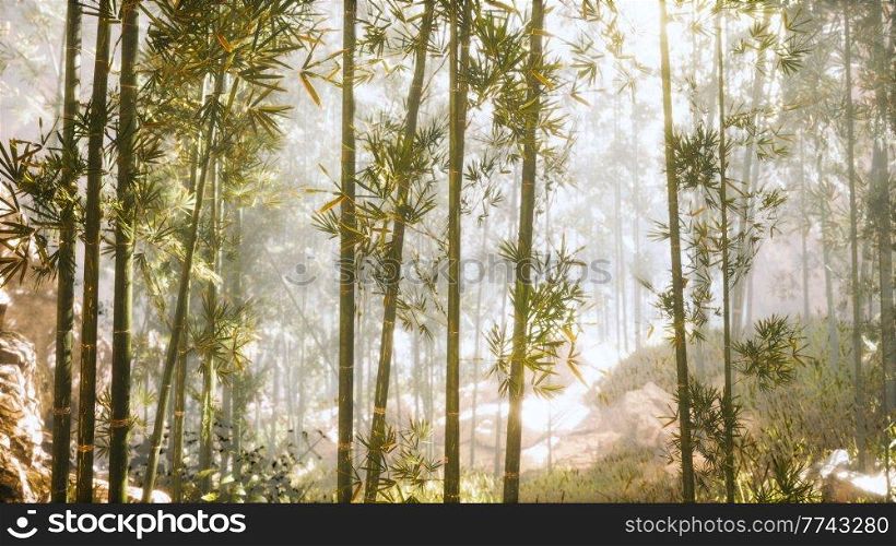 asian bamboo forest with morning sunlight
