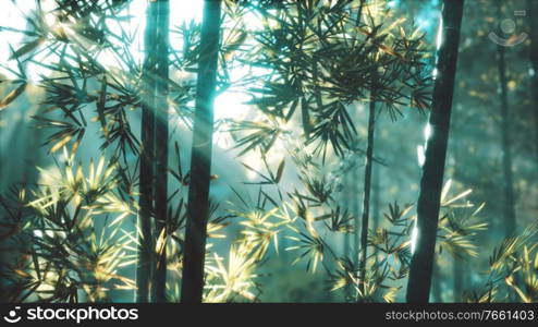 Asian Bamboo forest with sunlight
