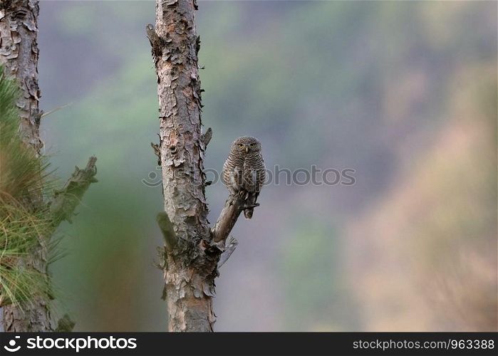 Asian barred owlet, Glaucidium cuculoides, Chaffi, Nainital, Uttarakhand, India