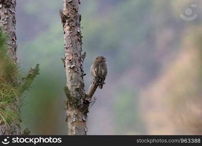 Asian barred owlet, Glaucidium cuculoides, Chaffi, Nainital, Uttarakhand, India