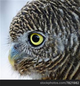 Asian Barred Owlet (Glaucidium cuculoides), face profile