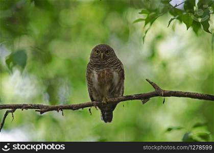 Asian Barred Owlet (Glaucidium cuculoides) on tree in nature