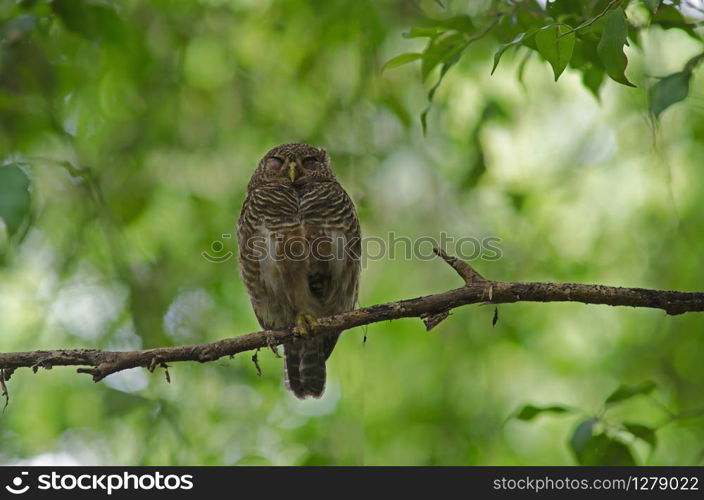 Asian Barred Owlet (Glaucidium cuculoides) on tree in nature