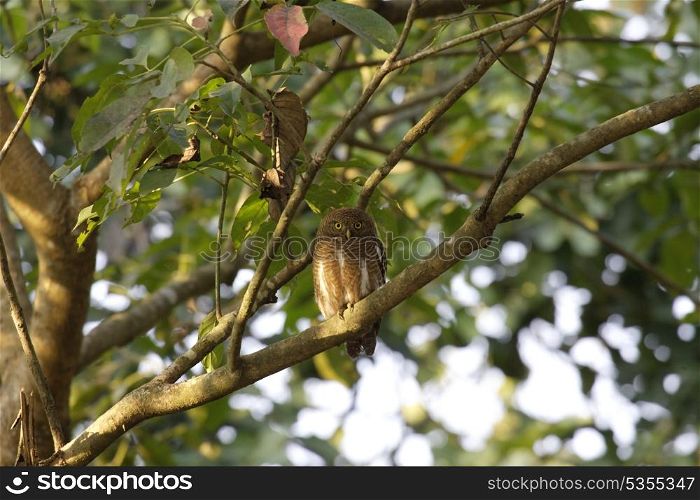 Asian barred owlet roosting
