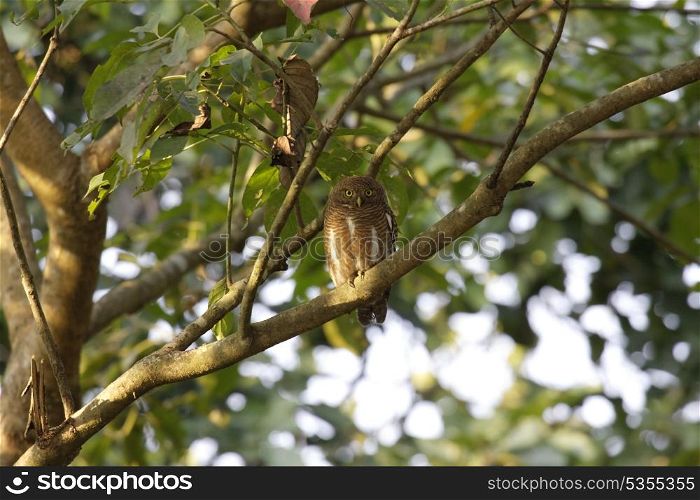 Asian barred owlet roosting