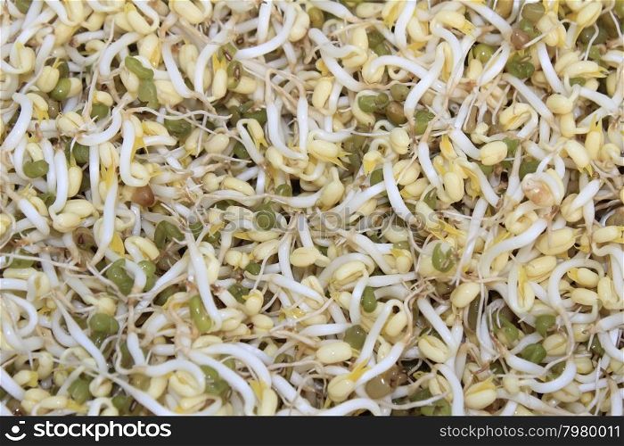 Asian Bean Sprouts Texture