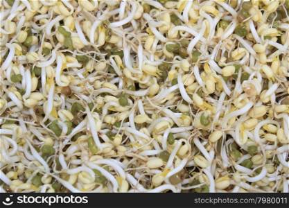 Asian Bean Sprouts Texture