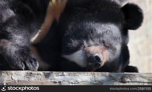 Asian black bear sleeping