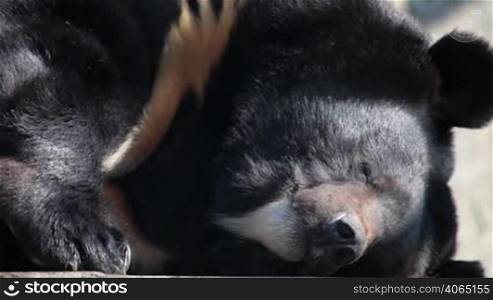Asian black bear sleeping
