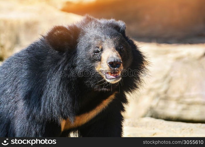 Asian Black bear with chest The V shape is white wool / Close up Asiatic black bear relax in the summer time