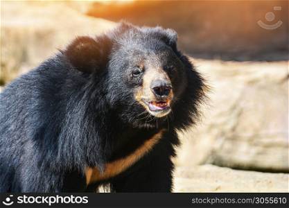 Asian Black bear with chest The V shape is white wool / Close up Asiatic black bear relax in the summer time