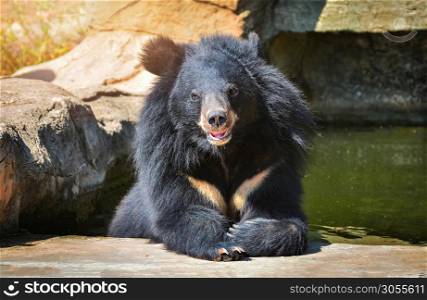 Asian Black bear with chest The V shape is white wool / Close up Asiatic black bear relax in the water in summer time