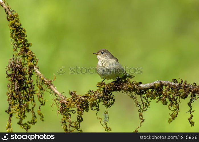 Asian Brown Flycatcher, Muscicapa latirostris, Ganeshgudi, Karnataka, India