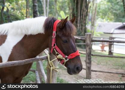 asian brown horse in stall in ranch farm