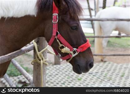 asian brown horse in stall in ranch farm