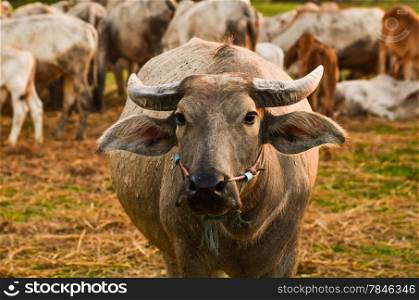 Asian buffalo in farm at Thailand