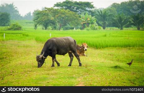 Asian buffalo in field countryside / Animal mammal and cow grazing on meadow