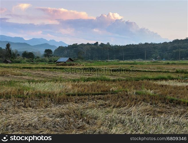 Asian countryside scenery of rice field after harvesting at sunset