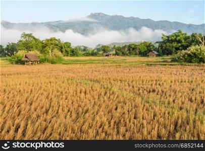 Asian countryside scenery of rice field after harvesting in the morning