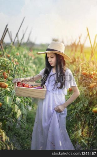 Asian cute little girl with red tomatoes, harvesting fresh vegetables in garden. asian little girl harvesting tomatoes