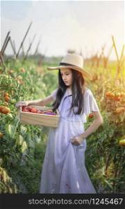 Asian cute little girl with red tomatoes, harvesting fresh vegetables in garden. asian little girl harvesting tomatoes