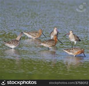 Asian Dowitcher (Limnodromus semipalmatus) bird, in mating plumage, with Eastern Black-tailed Godwit