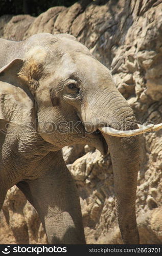 Asian Elephant