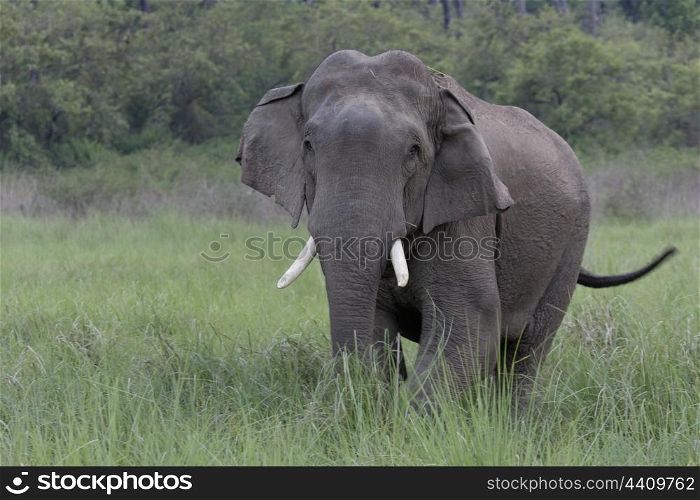 Asian elephant bull