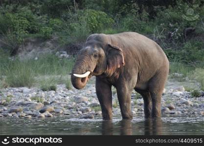 Asian elephant bull drinking water
