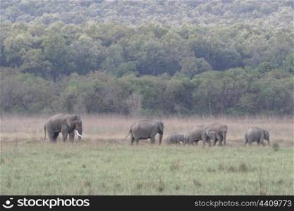 Asian elephant bull in musth feeding with group