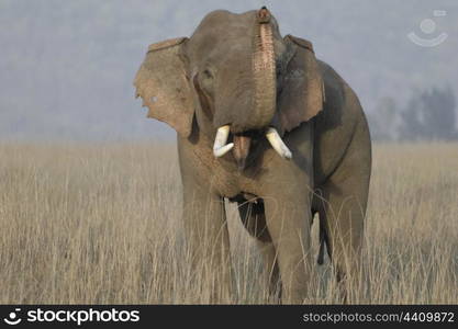 Asian elephant bull in musth sniffing