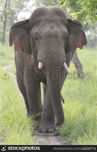Asian elephant bull in rut