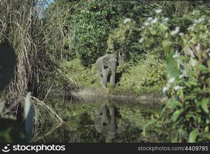 Asian elephant bull mirror reflection in water
