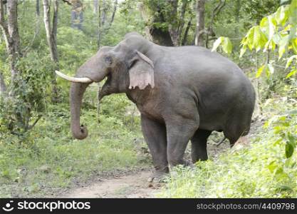 Asian elephant bull posing