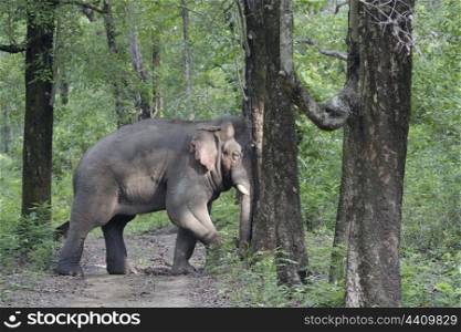 Asian elephant bull pushing tree